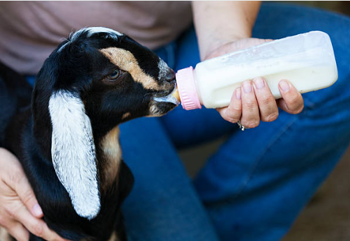 Goatmilk, goat milk, goatmilk soap, goat milk soap