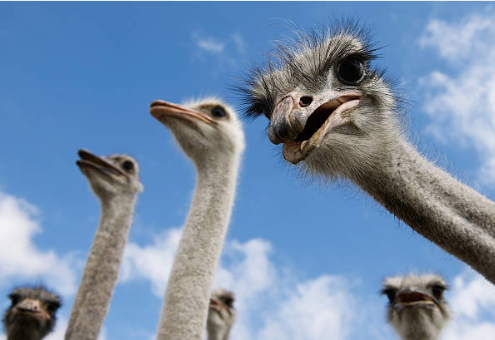 Ostriches available chicks and eggs